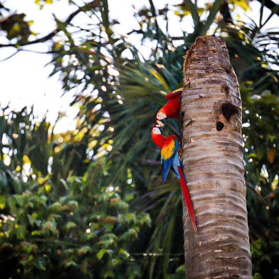 Twee ara papegaaien in een kokospalm bij Manuel Antonio