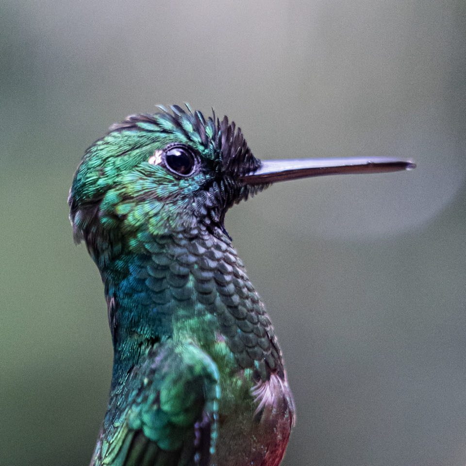 Kolibrie bij het Kolibri Cafe in Monteverde