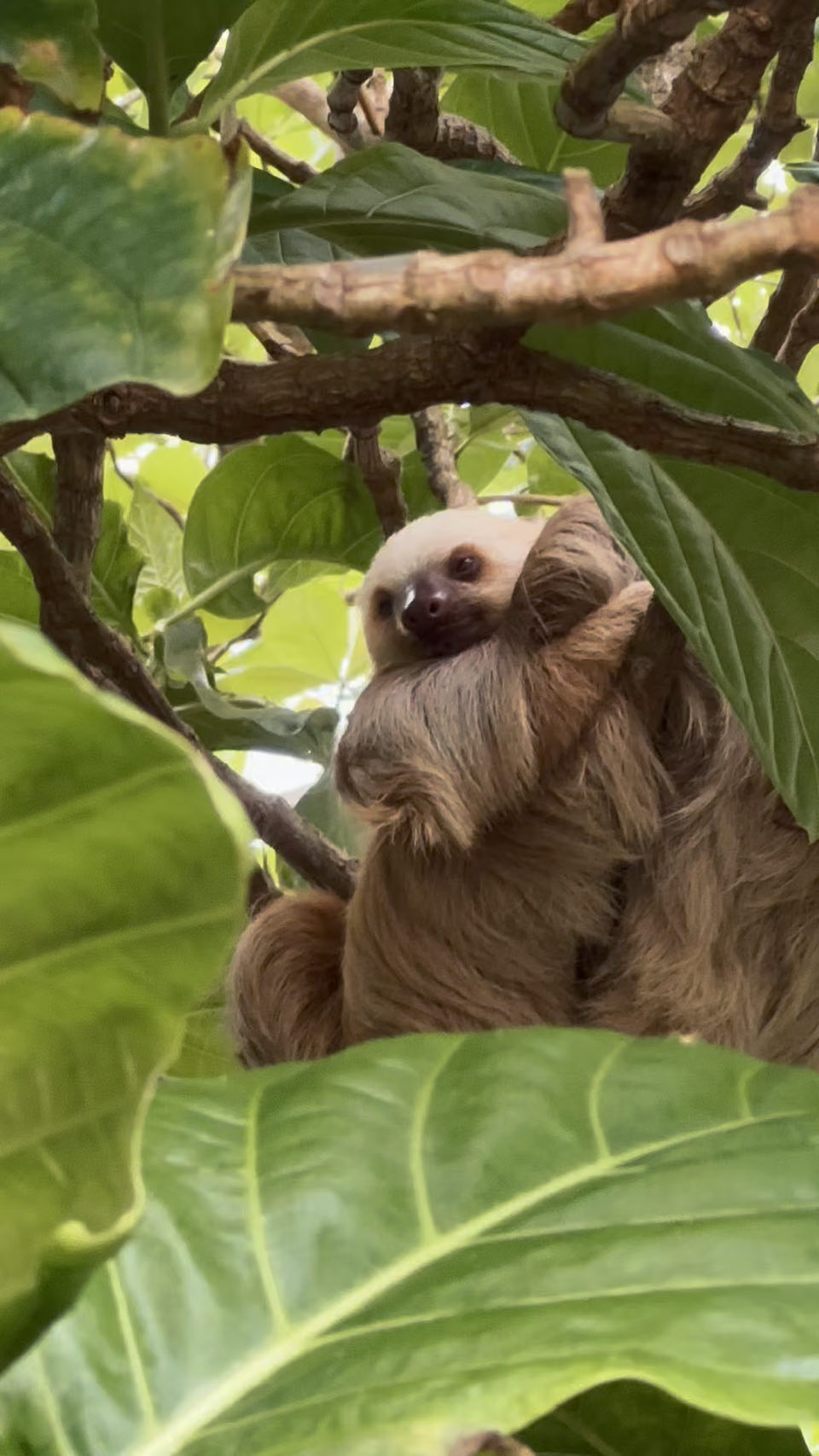 Luiaard in een boom in Puerto Viejo, Costa Rica